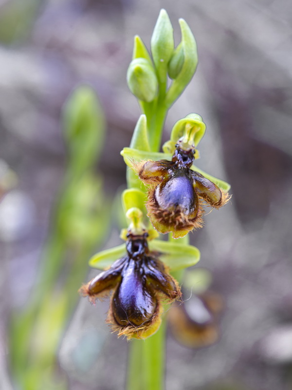 Ophrys vernixia.18