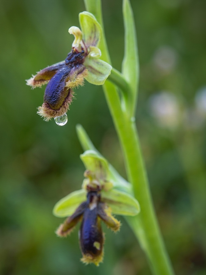 Ophrys vernixia.21b