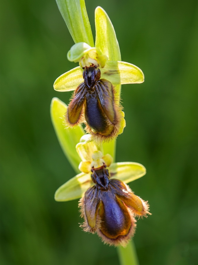 Ophrys vernixia.22b