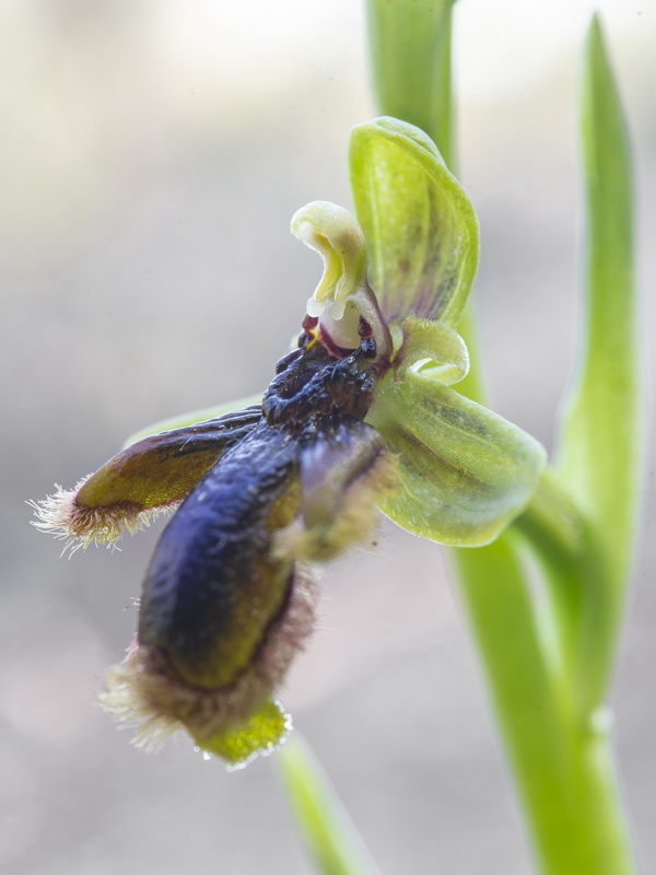 Ophrys vernixia.24