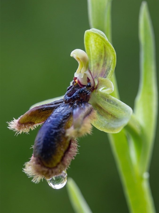 Ophrys vernixia.24b