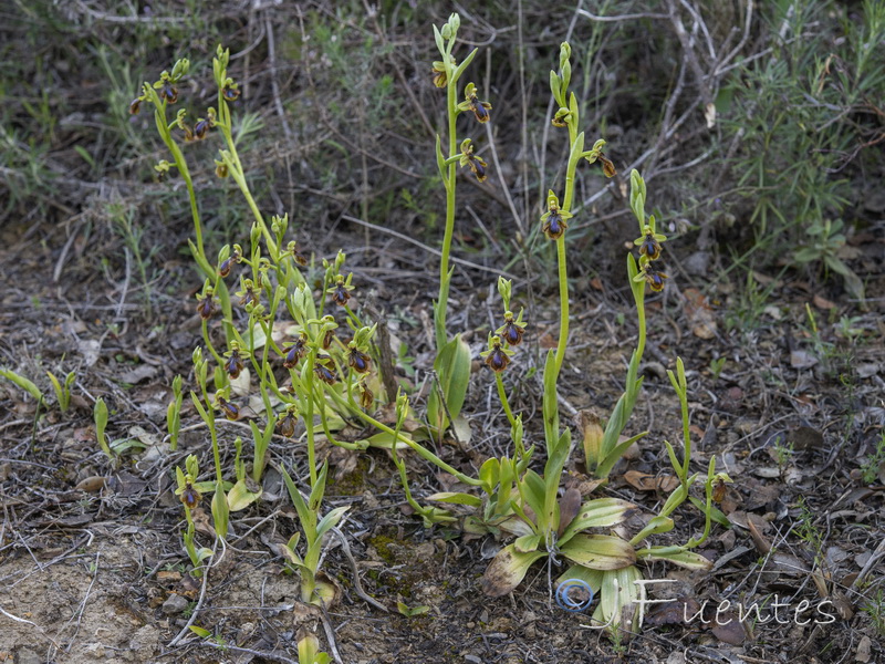 Ophrys vernixia.27