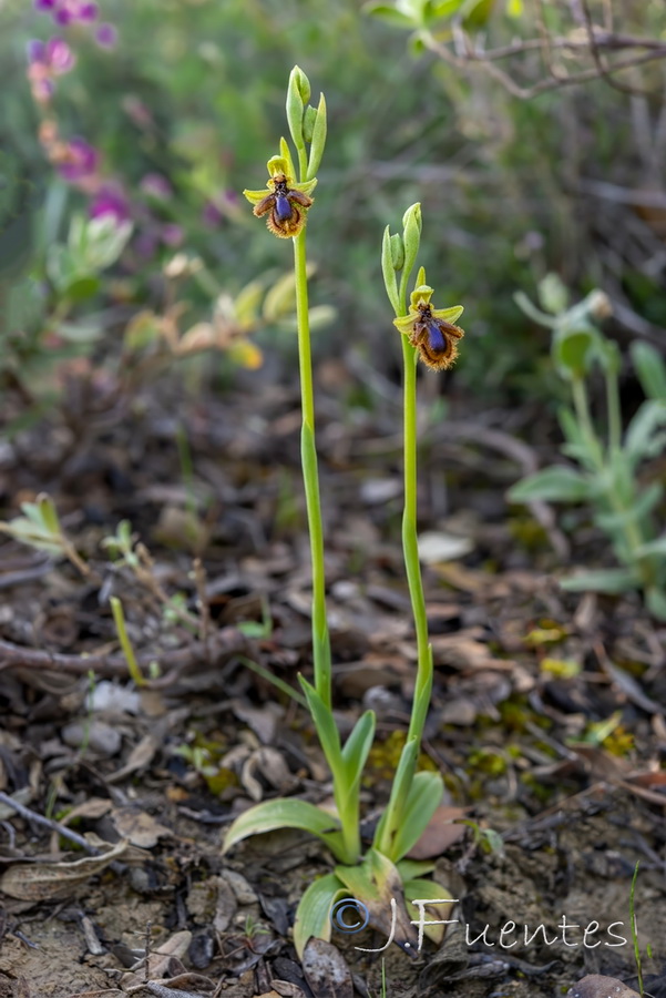 Ophrys vernixia.28b