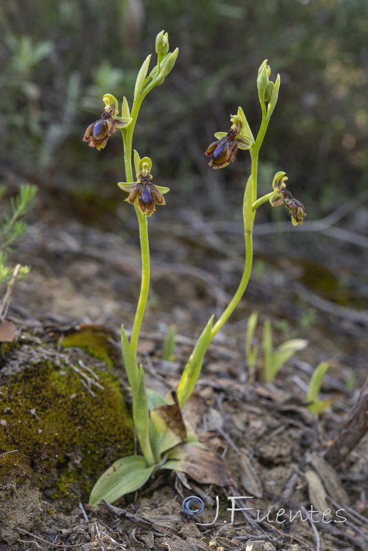Ophrys vernixia.29