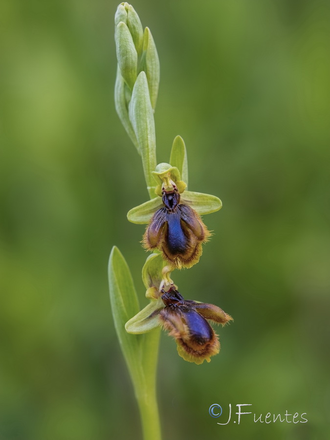 Ophrys vernixia.30b