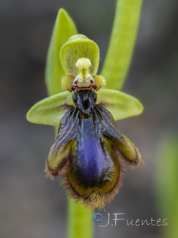 Ophrys vernixia.31