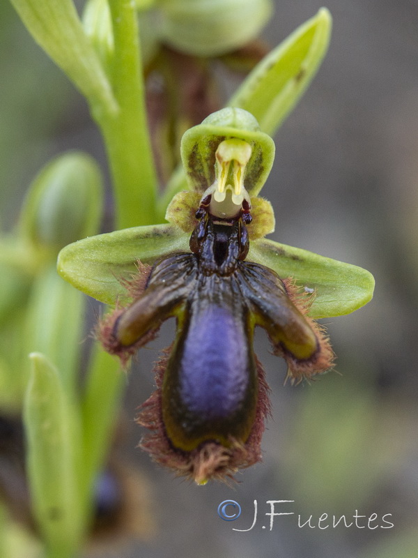 Ophrys vernixia.32