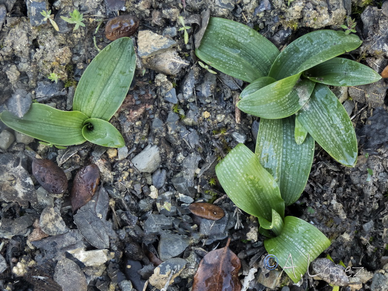 Ophrys vernixia.33