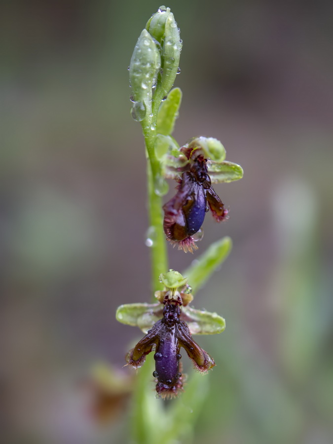 Ophrys vernixia.34