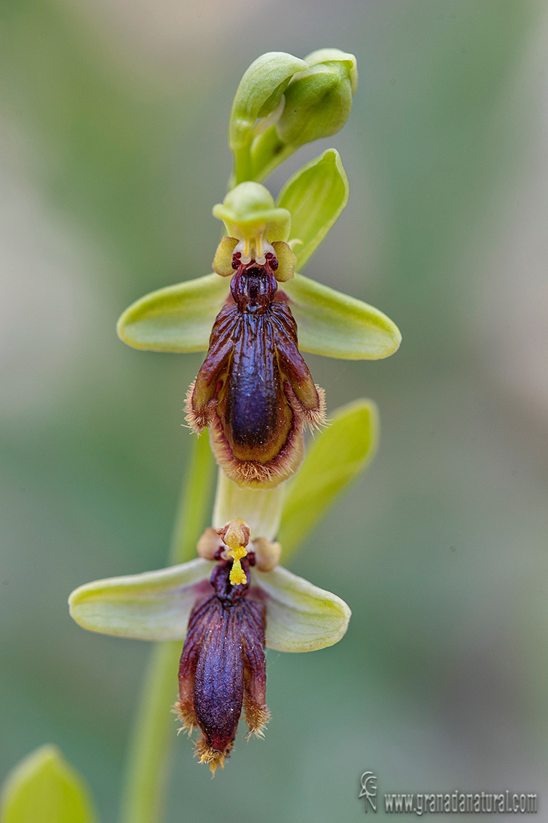Ophyrs vernixia