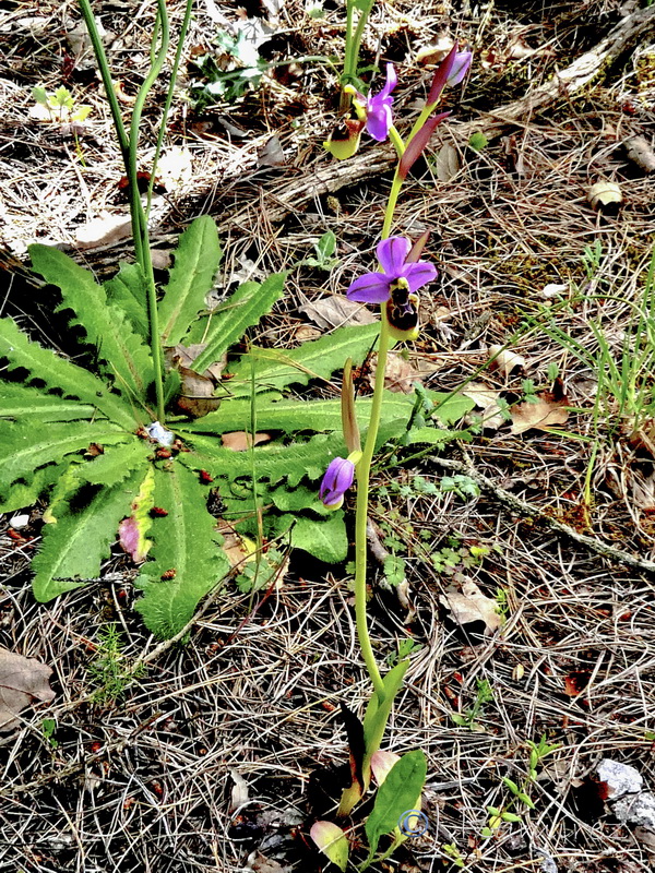 Ophrys x aranii.01