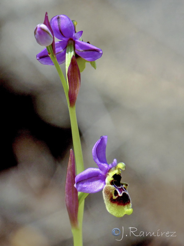 Ophrys x aranii.02