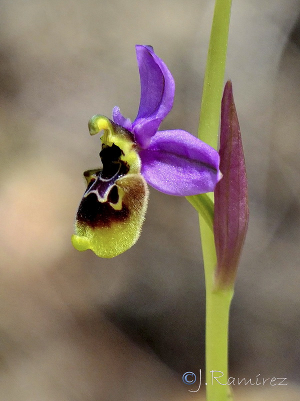 Ophrys x aranii.03