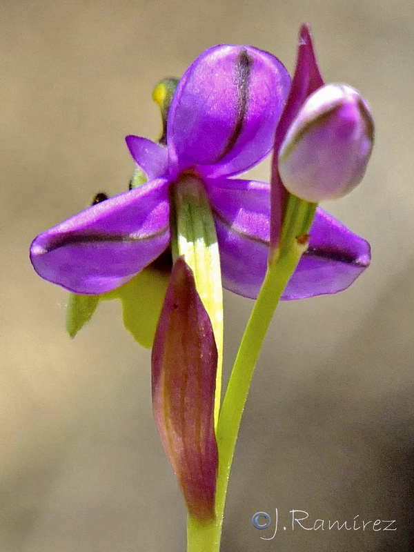 Ophrys x aranii.04