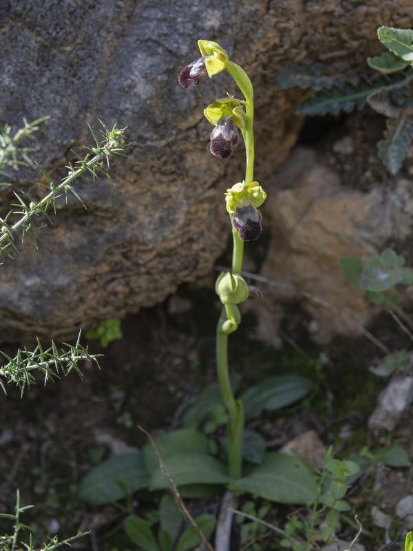 Ophrys x brigittae.01