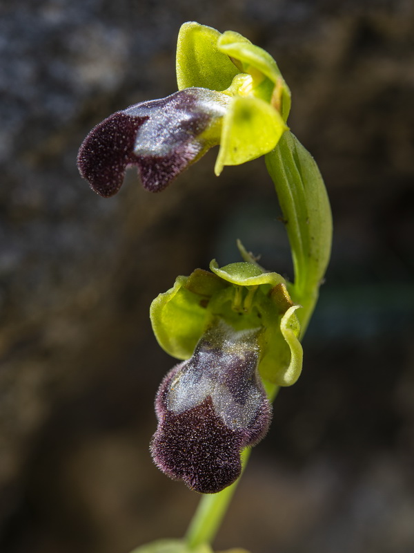 Ophrys x brigittae.03