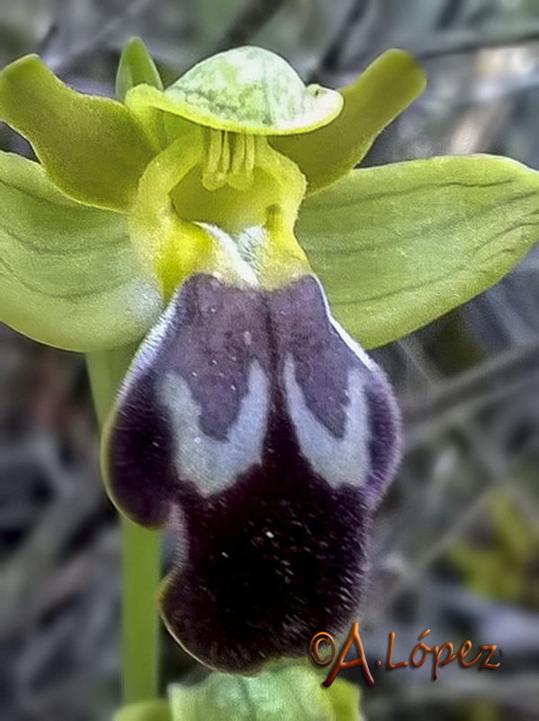 Ophrys x brigittae.04