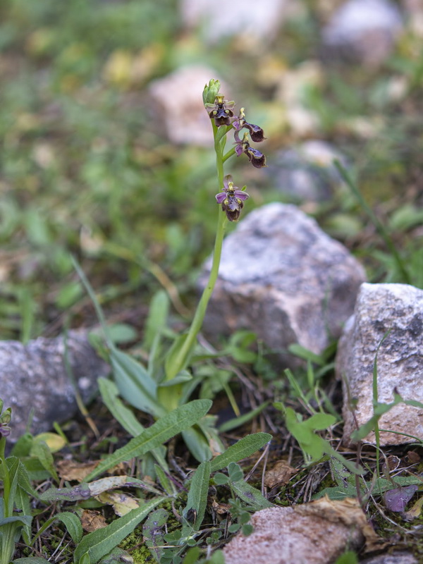 Ophrys x castroviejoi.01