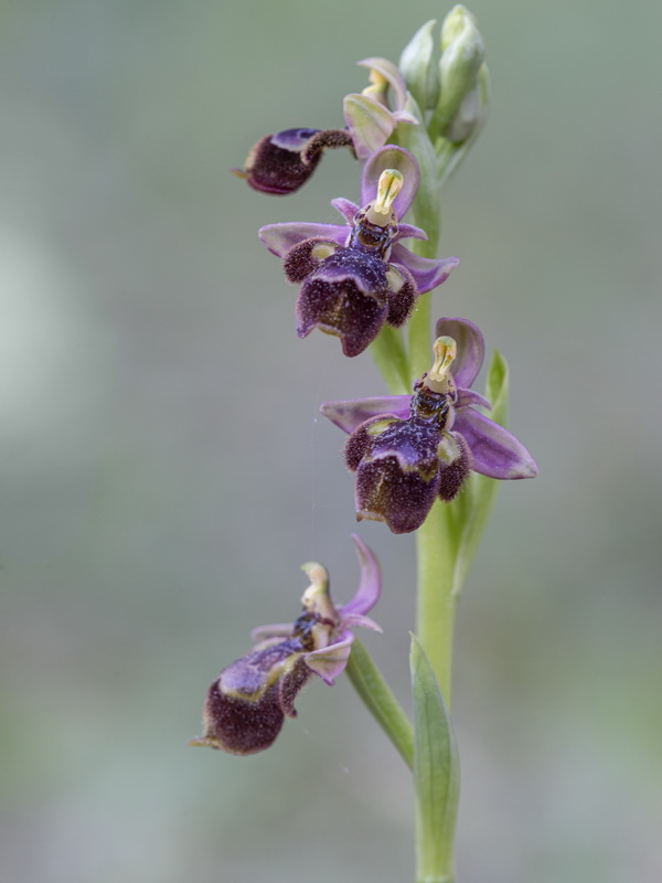 Ophrys x castroviejoi.04