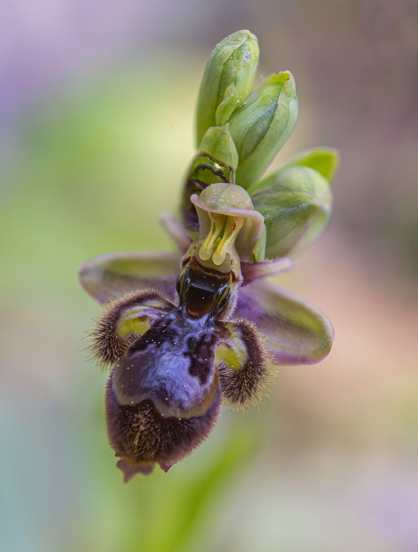 Ophrys x castroviejoi.07