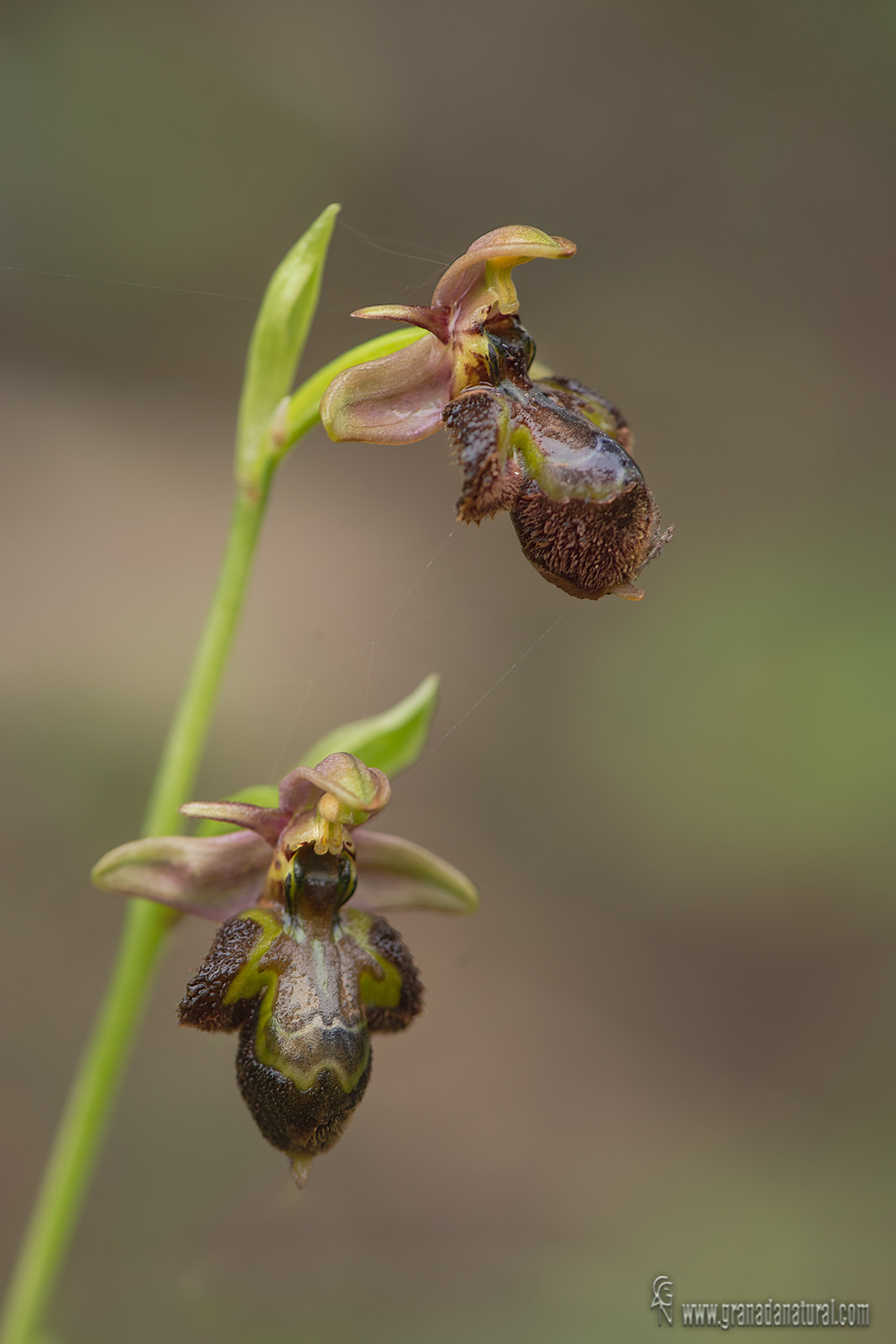 Ophrys x castroviejoi.08