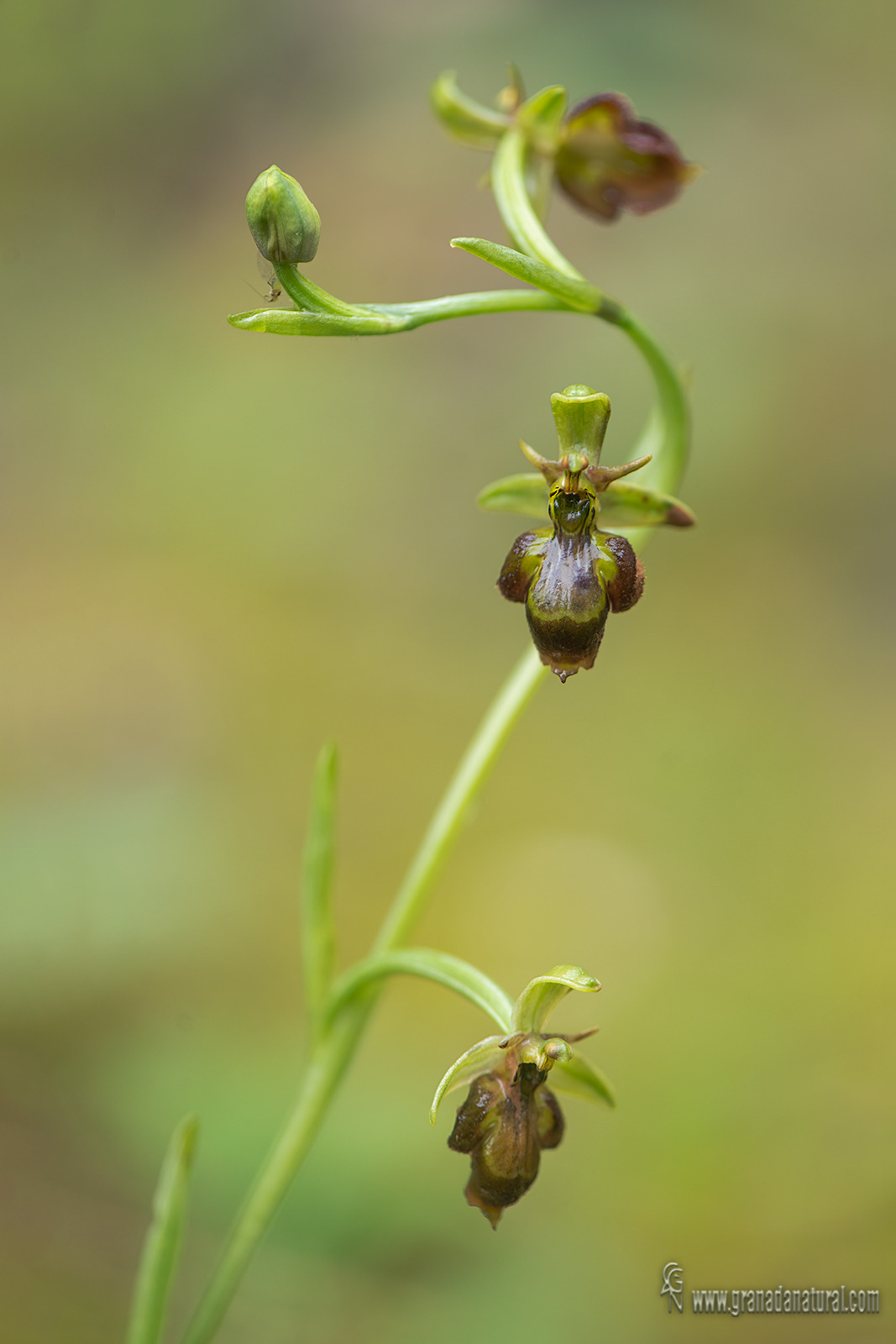 Ophrys x castroviejoi.09