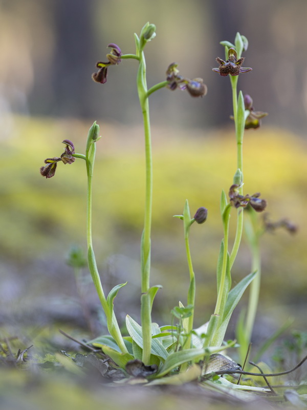 Ophrys x chobautii.01