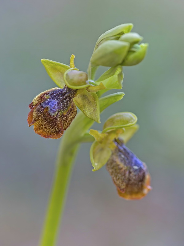 Ophrys x chobautii.02