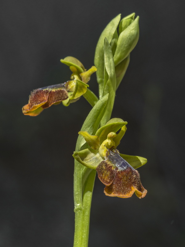 Ophrys x chobautii.03