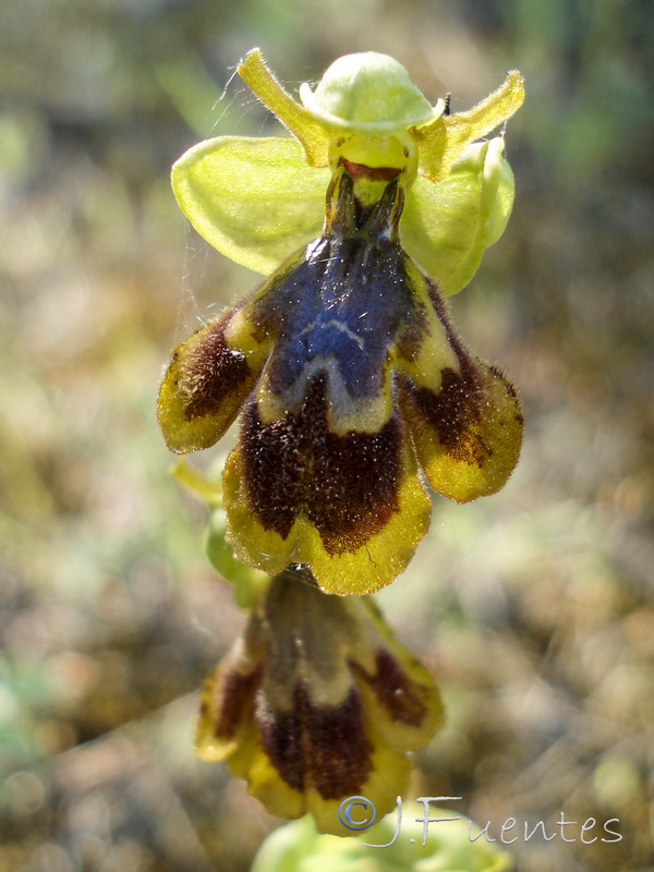 Ophrys x chobautii.10