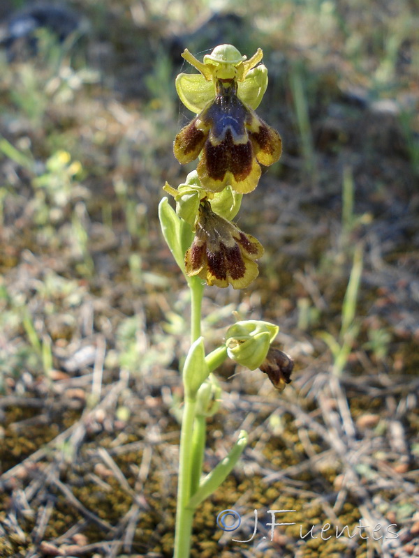 Ophrys x chobautii.11