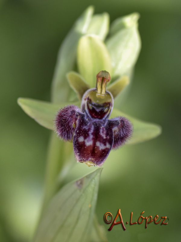 Ophrys x cosana.01