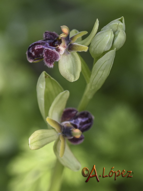 Ophrys x cosana.02