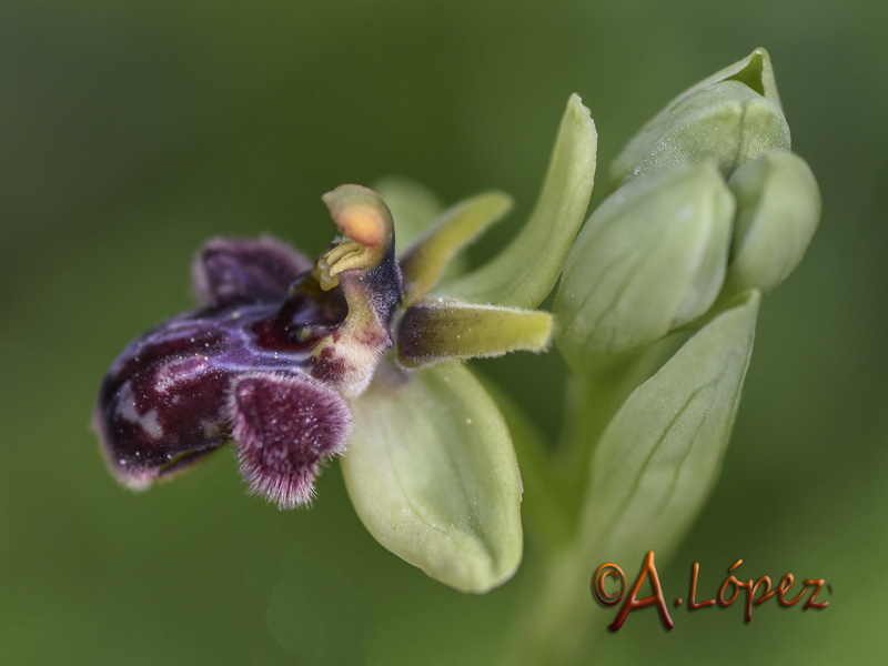 Ophrys x cosana.03