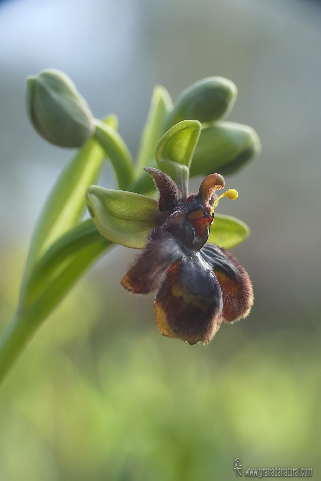 Ophrys x fernandii.01