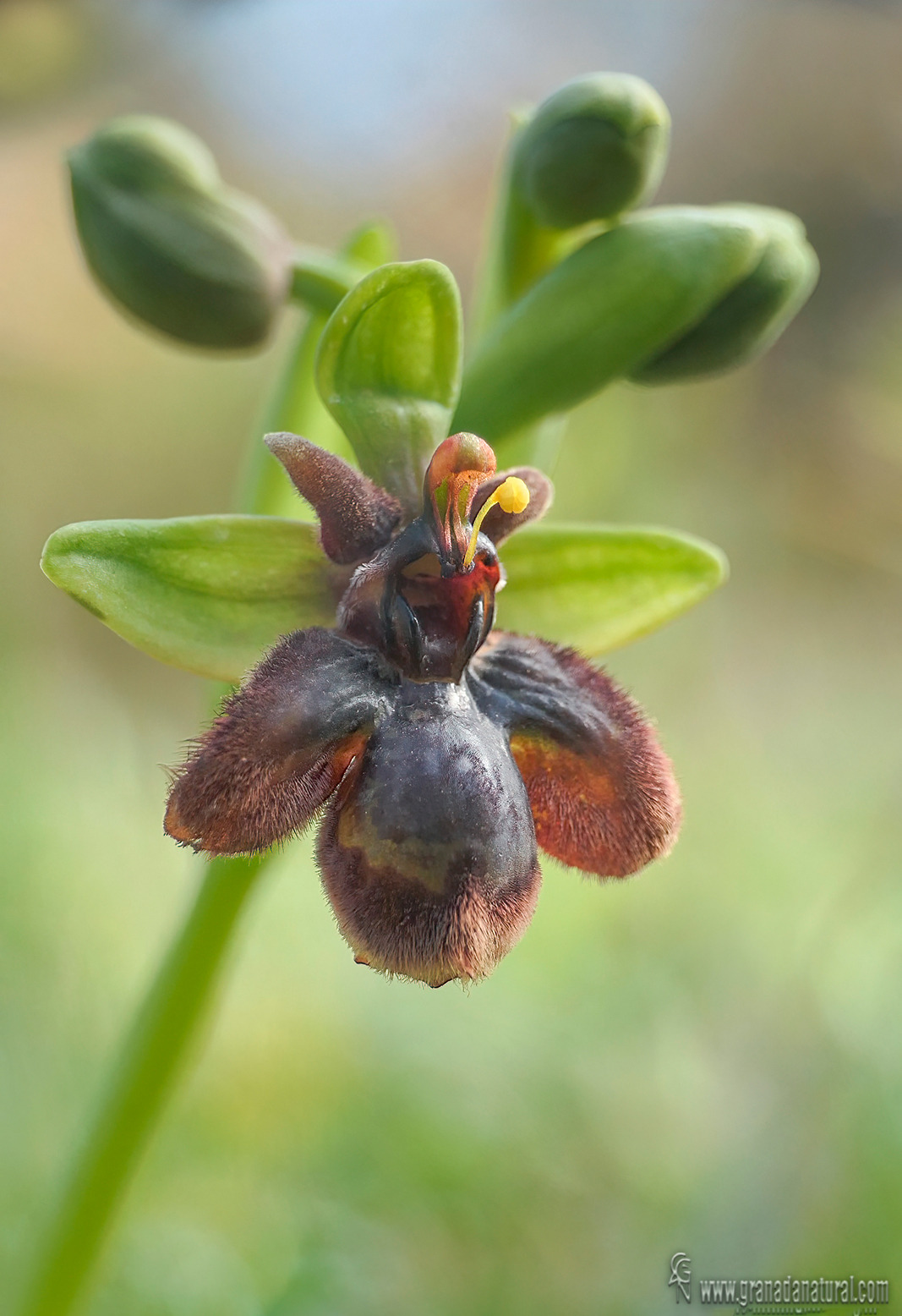Ophrys x fernandii.02