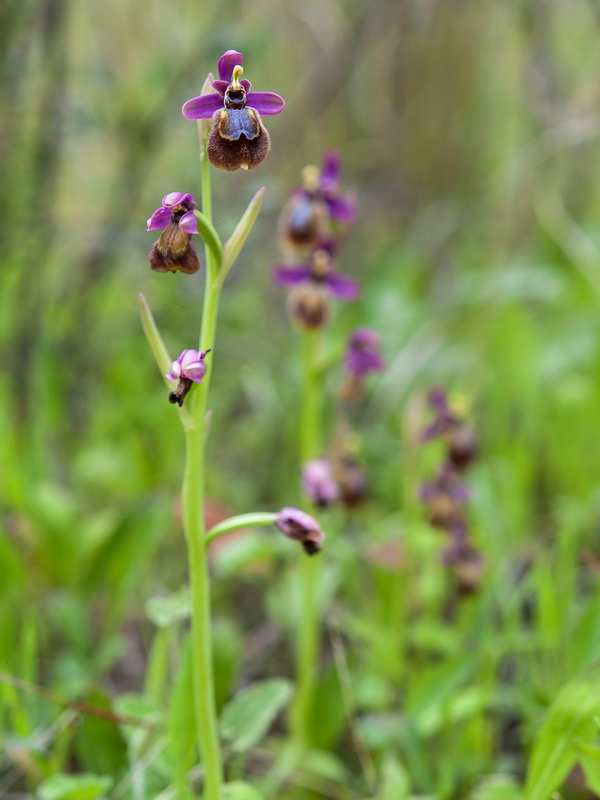 Ophrys x heraultii.05