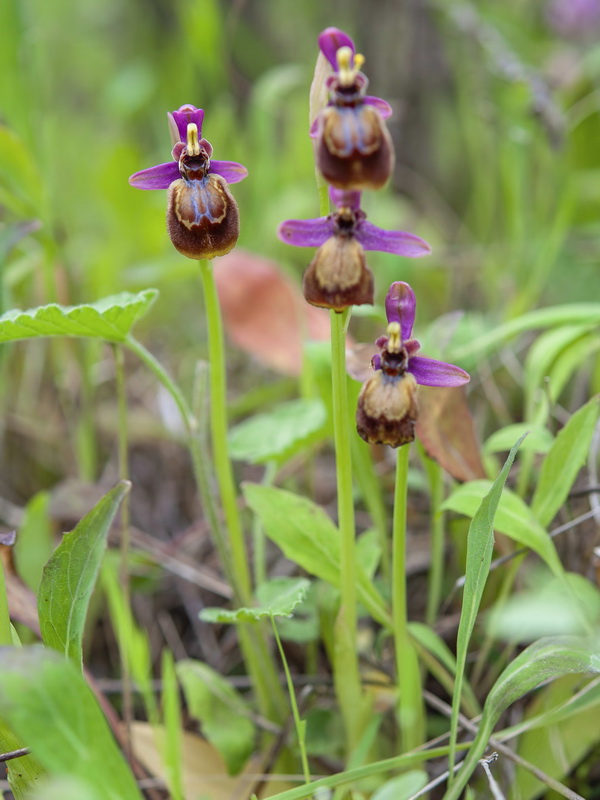 Ophrys x heraultii.06