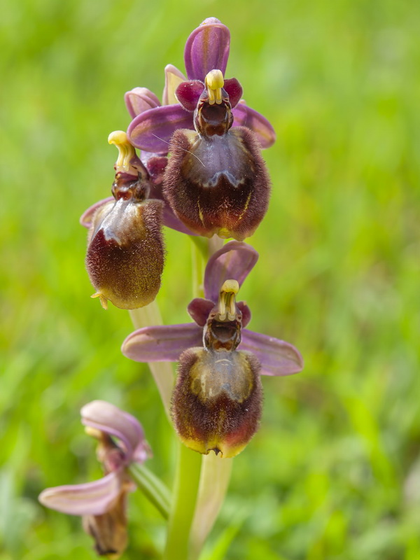 Ophrys x heraultii.08