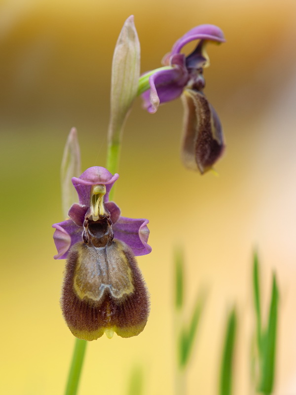 Ophrys x heraultii.13