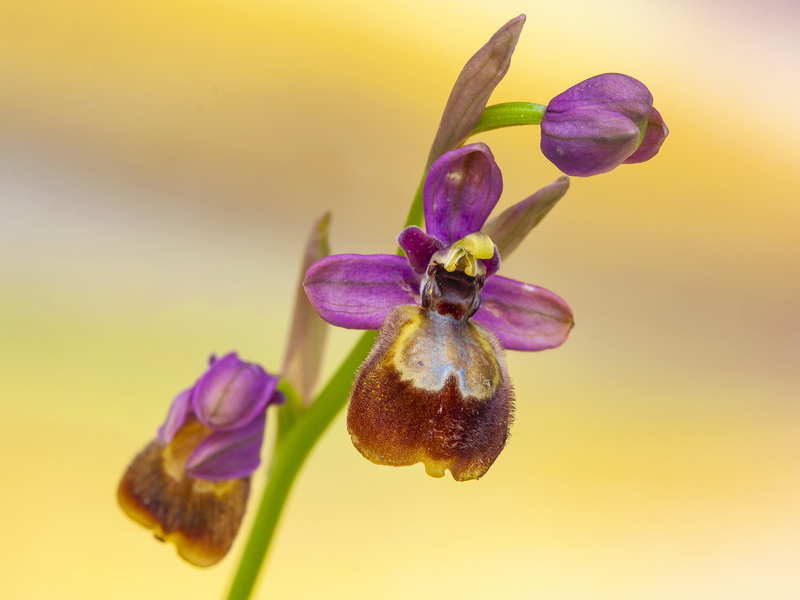Ophrys x heraultii.18