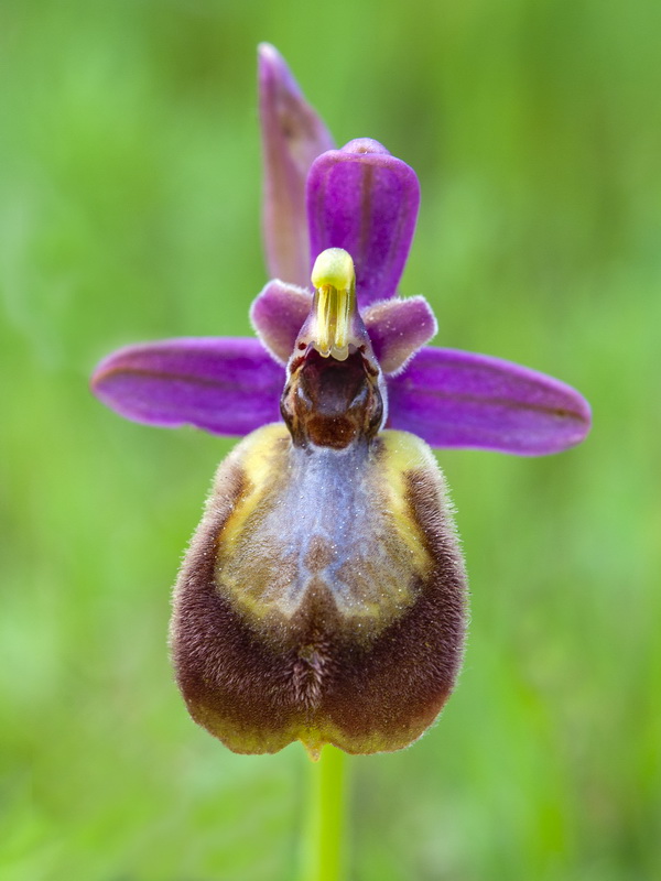 Ophrys x heraultii.24