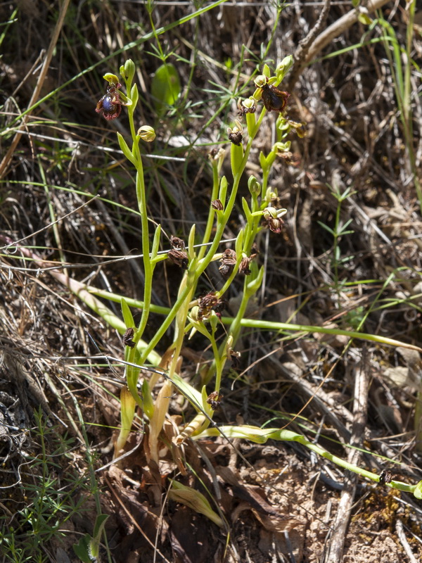 Ophrys x innominata.01