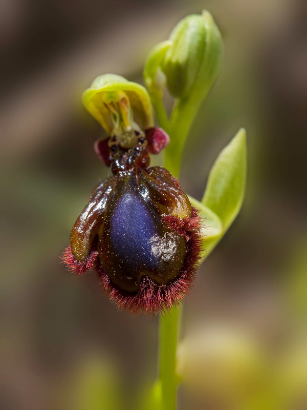 Ophrys x innominata.03