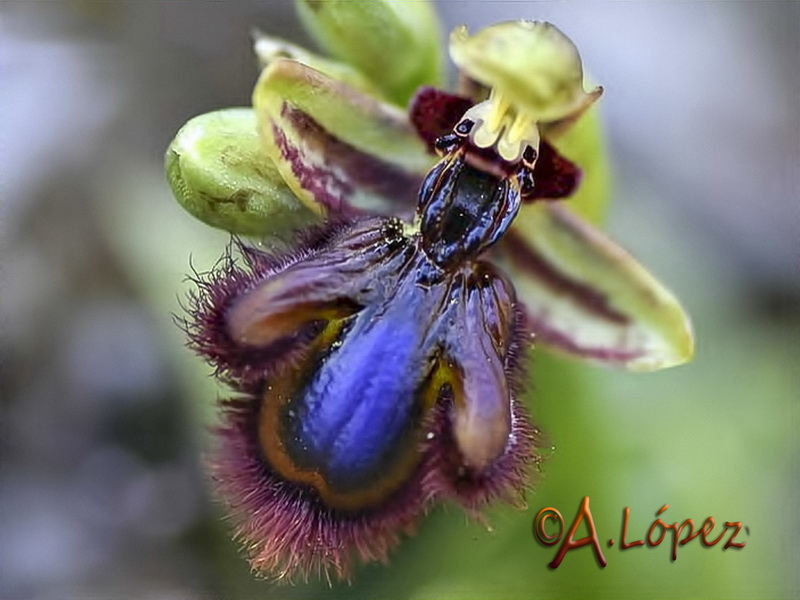 Ophrys x innominata.07