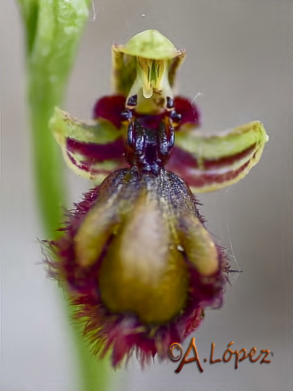 Ophrys x innominata.08