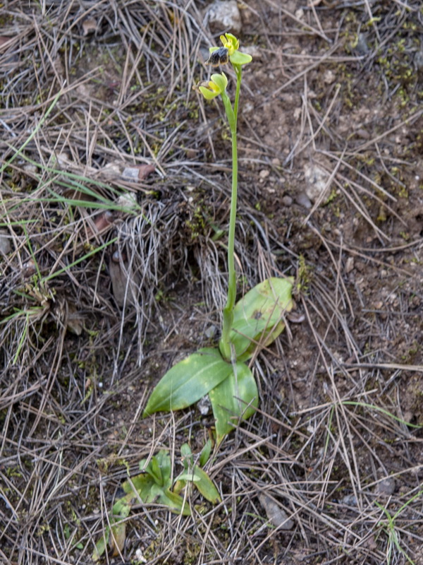 Ophrys x leucadia.01