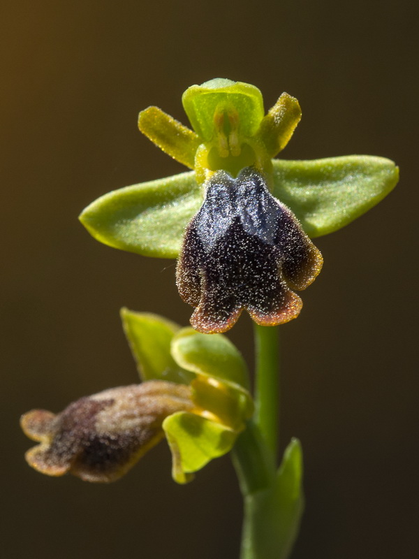 Ophrys x leucadia.06