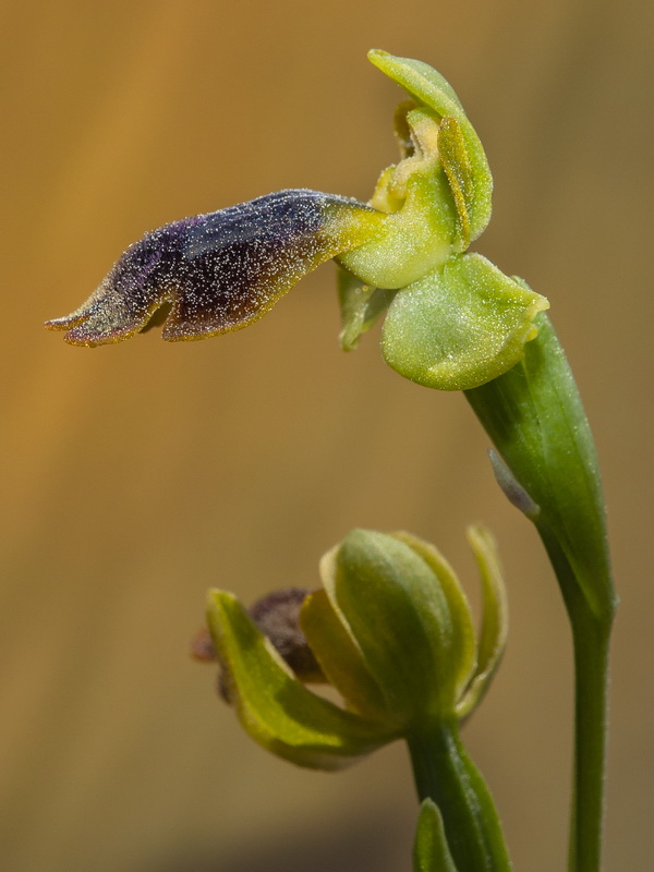 Ophrys x leucadia.10