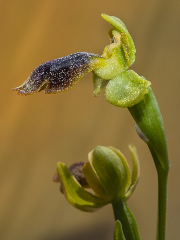 Ophrys x leucadia.10
